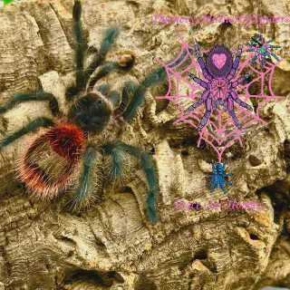 /img/23587-entre-rios-tarantula-substrate.webp