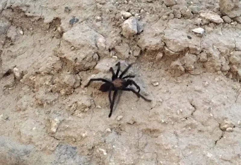 23588 salt lake county tarantula conservation