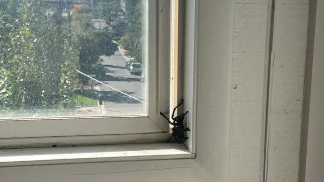 23588 salt lake county tarantula defense