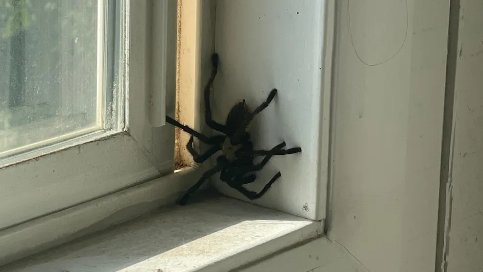 23588 salt lake county tarantula feeding
