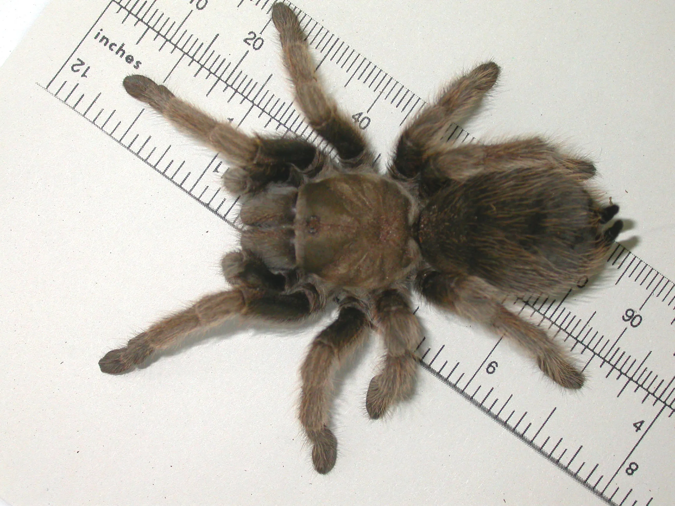 /img/23588-salt-lake-county-tarantula-geographic-range.webp