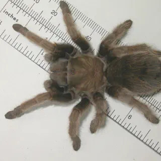 /img/23588-salt-lake-county-tarantula-geographic-range.webp