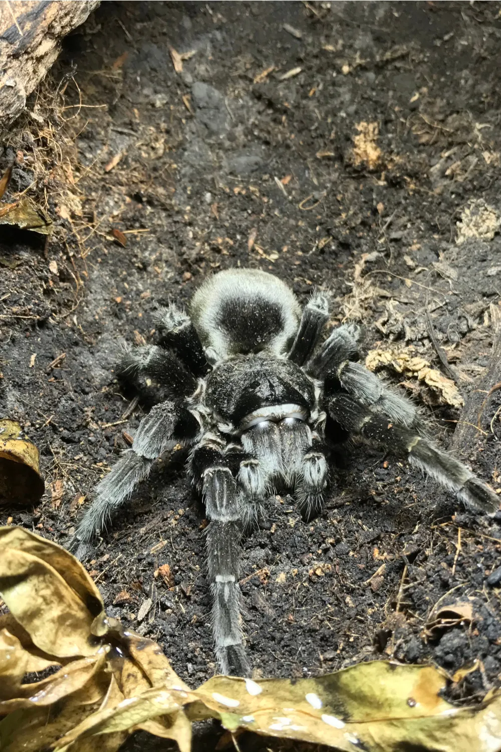 /img/23589-brazilian-black-tarantula-care.webp