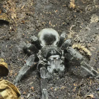 /img/23589-brazilian-black-tarantula-care.webp