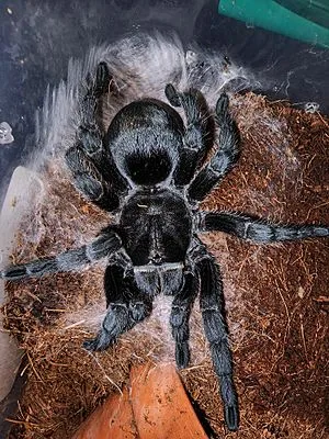 23589 brazilian black tarantula enclosure