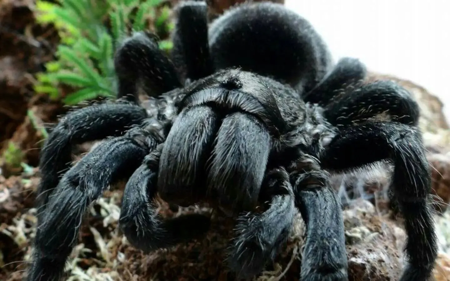 23589 brazilian black tarantula molting