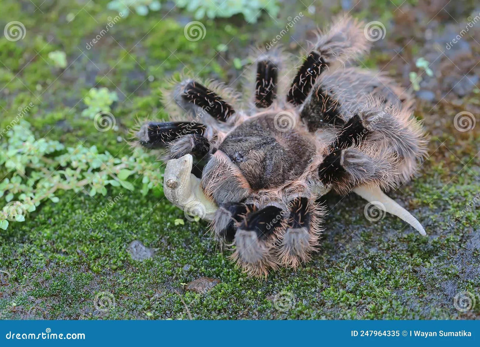 /img/23590-conservation-efforts.webp