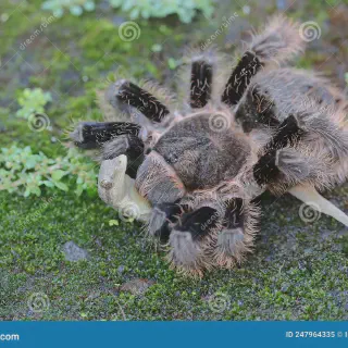 /img/23590-conservation-efforts.webp