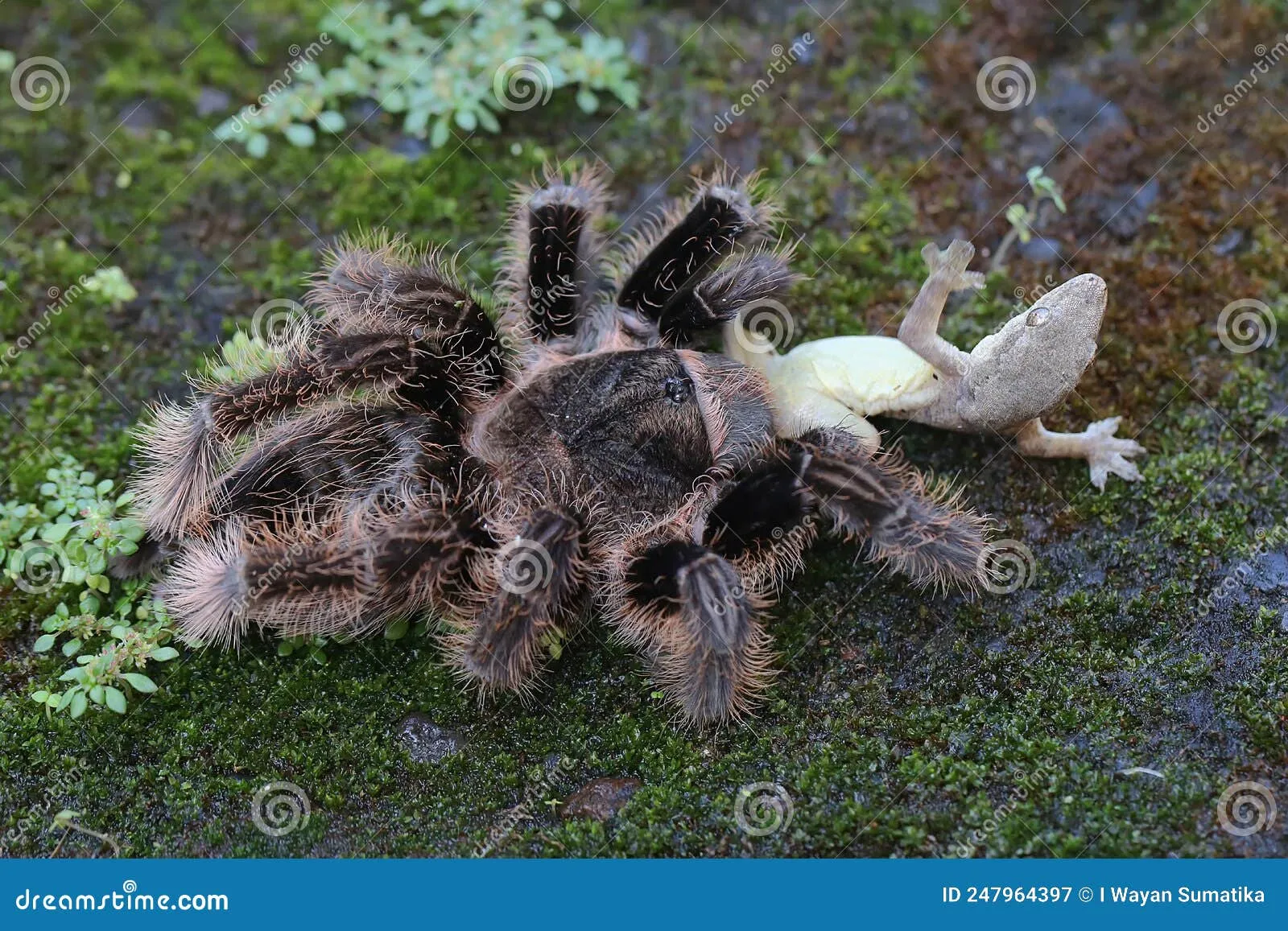 23590 lizard tarantula encounter