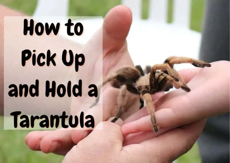 /img/23591-tarantula-drinking.webp