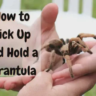 /img/23591-tarantula-drinking.webp