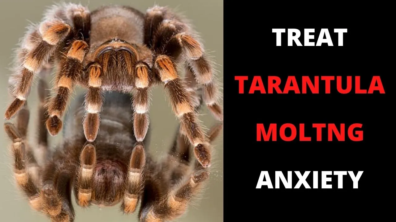 23591 tarantula enclosure