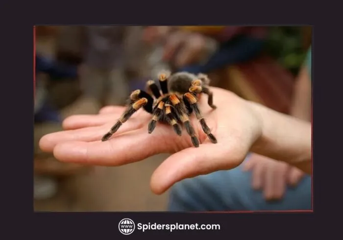 23591 tarantula feeding