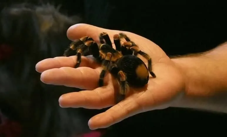 23591 tarantula habitat