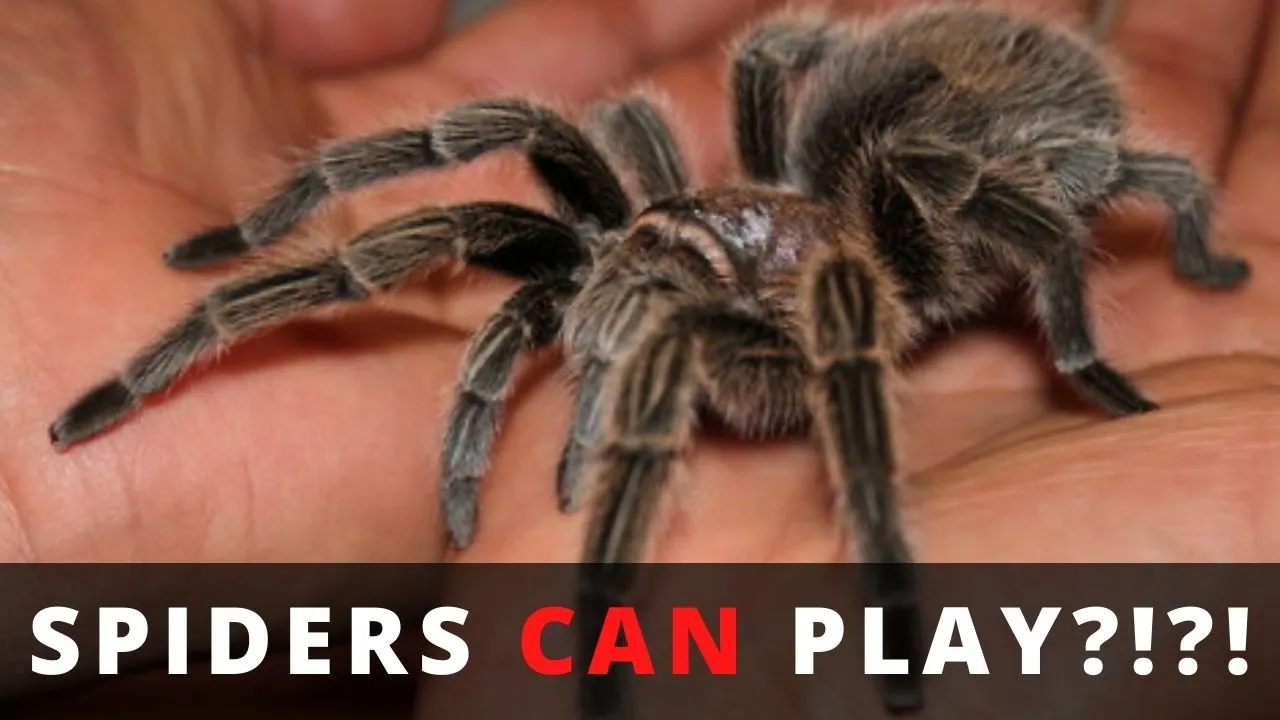23591 tarantula in hand