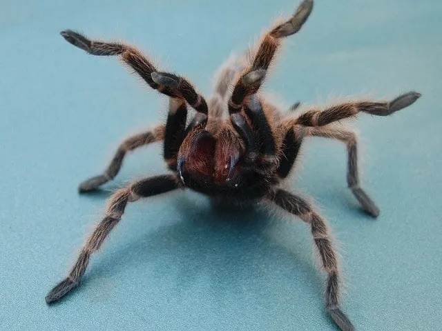 23591 tarantula molting