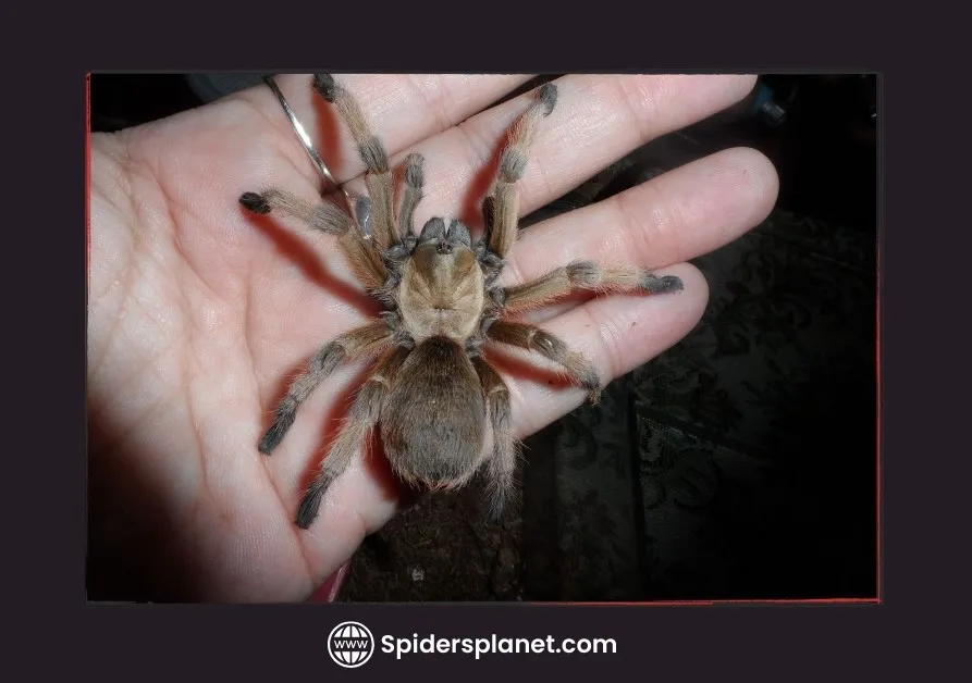 23591 tarantula species