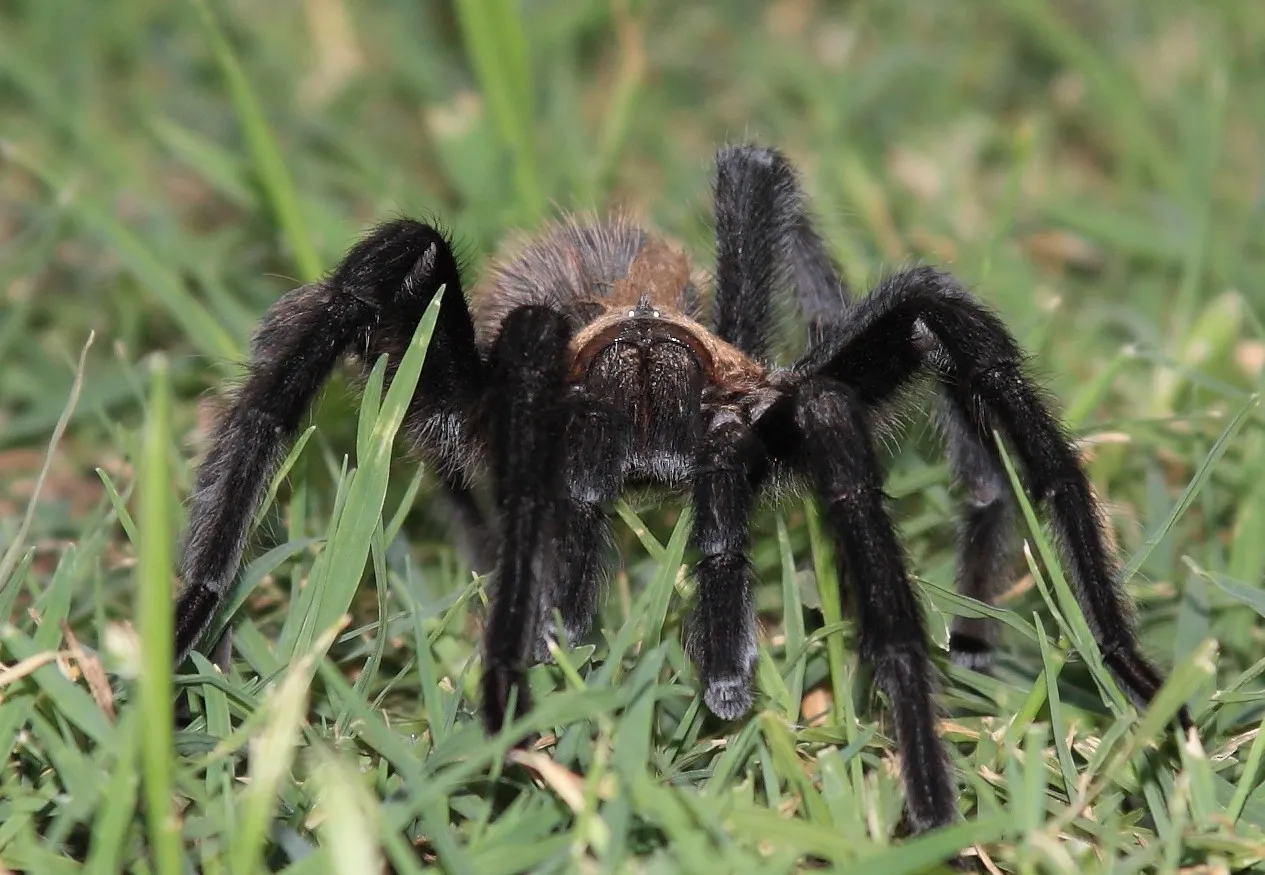 23592 tarantula spider feeding