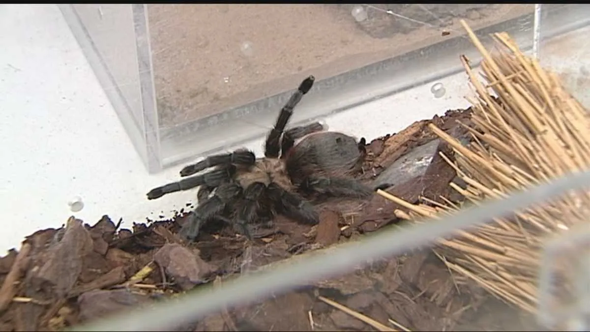 23592 tarantula spider habitat