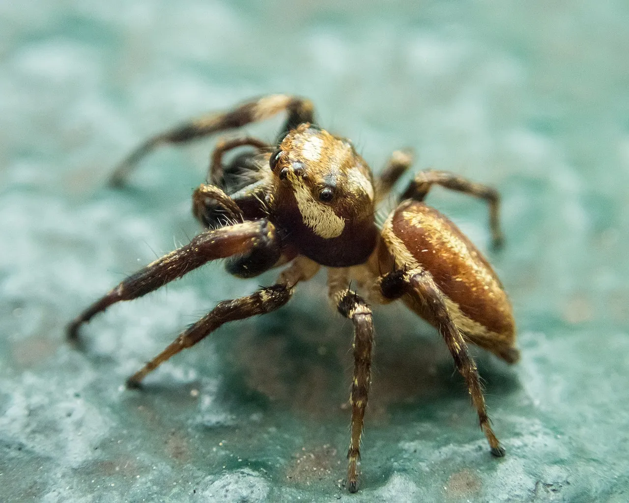 23592 tarantula spider mating