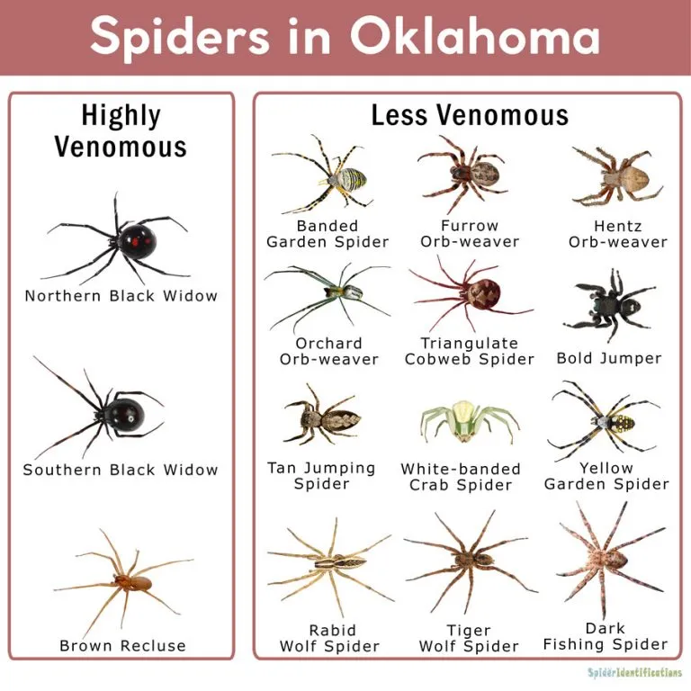 23592 tarantula spider size