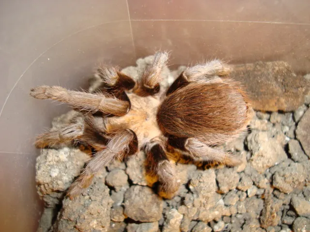 /img/23592-tarantula-spider-spotting.webp