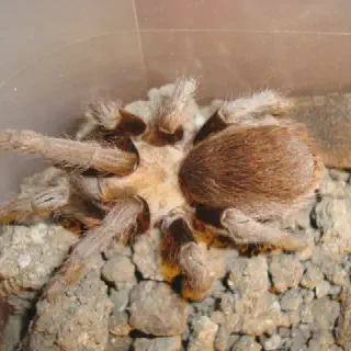 /img/23592-tarantula-spider-spotting.webp