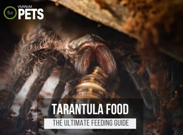 23593 crickets