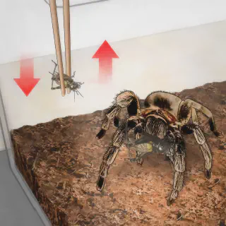 /img/23593-tarantula-habitat.webp