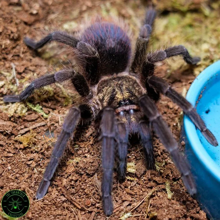 23594 prusa tarantula problems