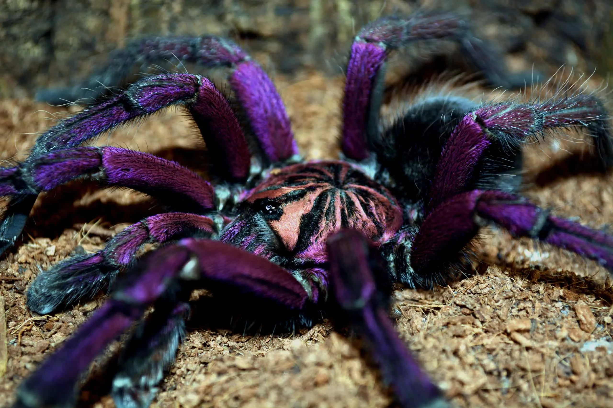 23597 blue tarantula