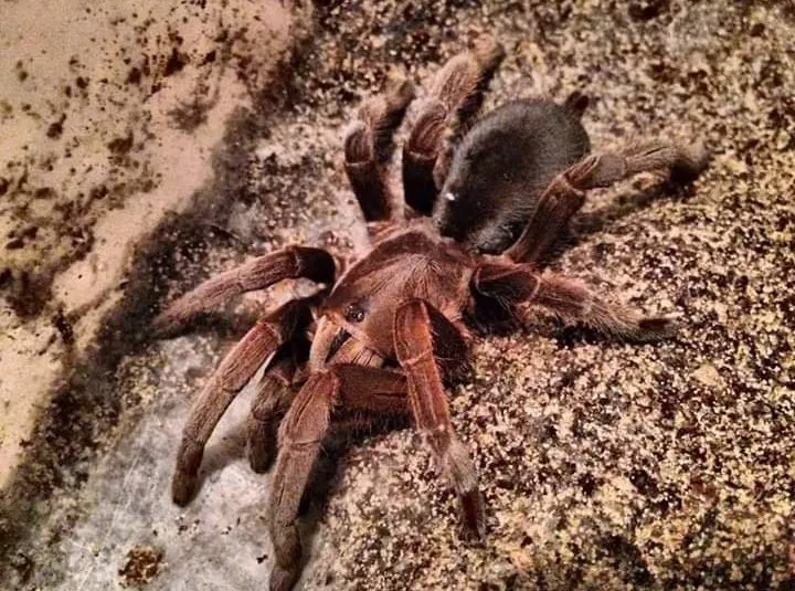23599 tarantula cleaning