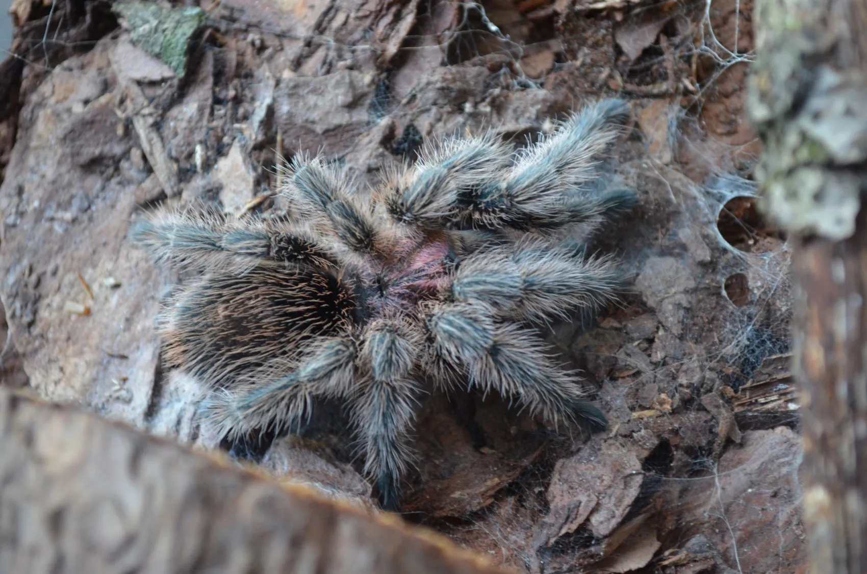 23600 rose hair tarantula handling