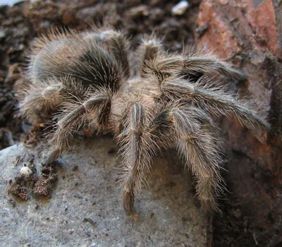 23600 rose hair tarantula molting