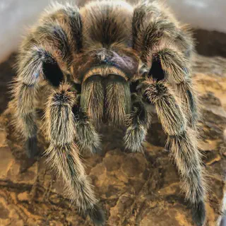 /img/23600-rose-hair-tarantula-terrarium.webp