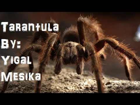 23601 tarantula 2 performance
