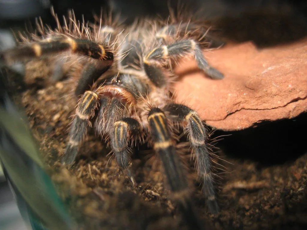 23603 chaco tarantula feeding
