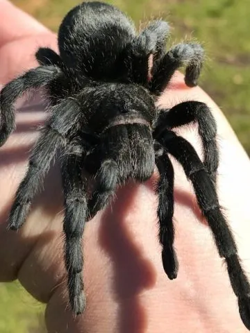 23603 chaco tarantula handling