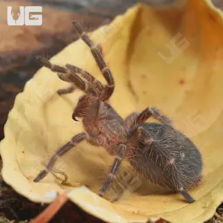 /img/23603-chaco-tarantula-hiding.webp