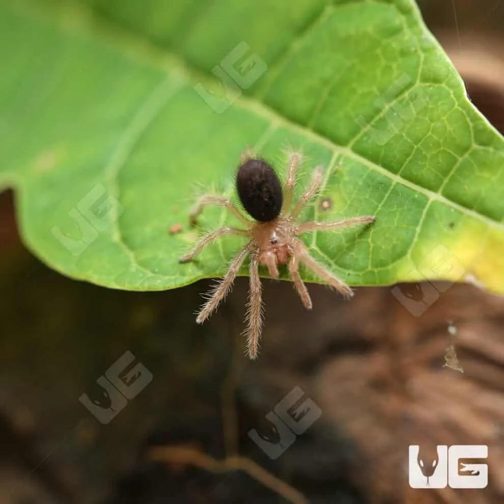 23603 chaco tarantula molting