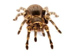 23603 chaco tarantula water dish