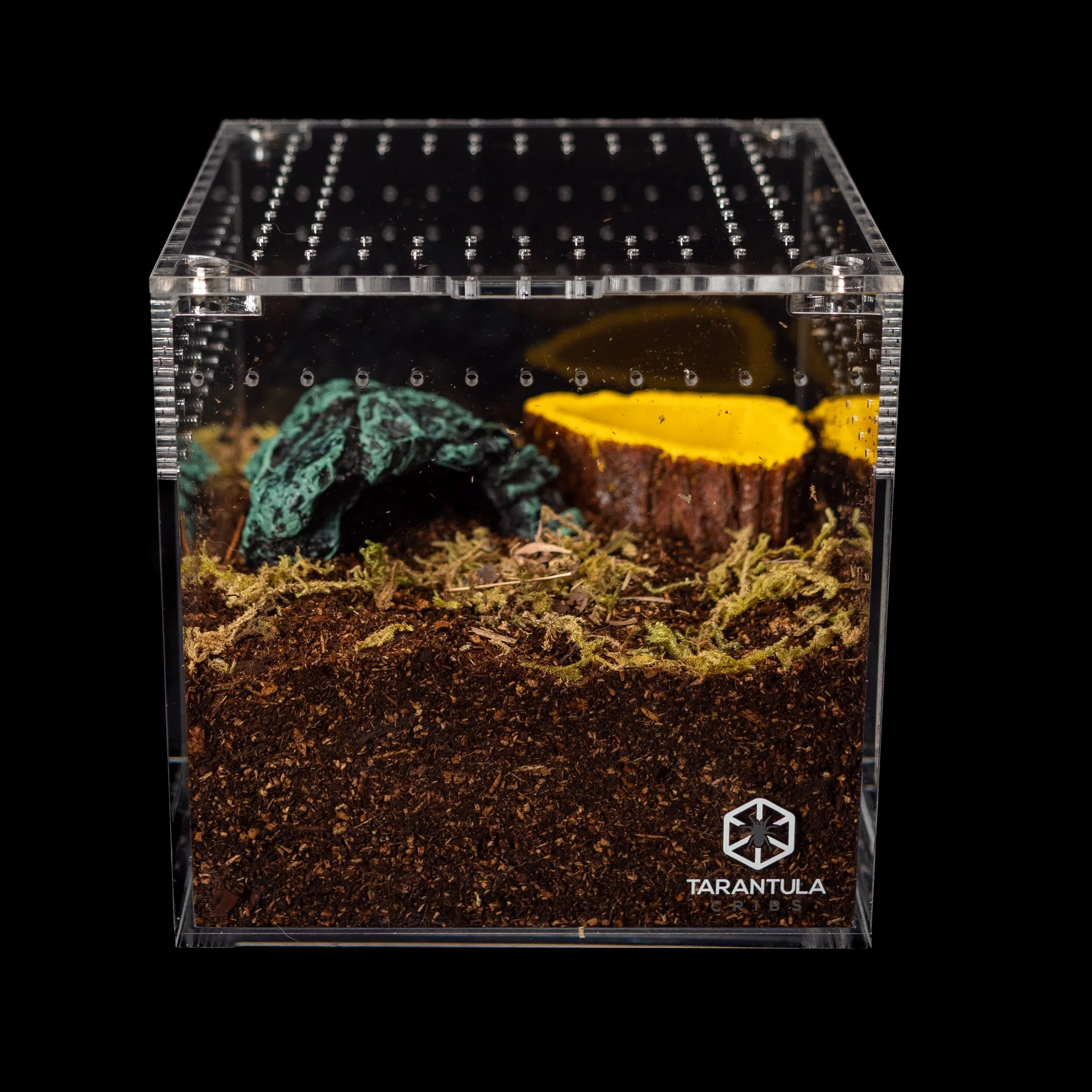 23604 healthy tarantula