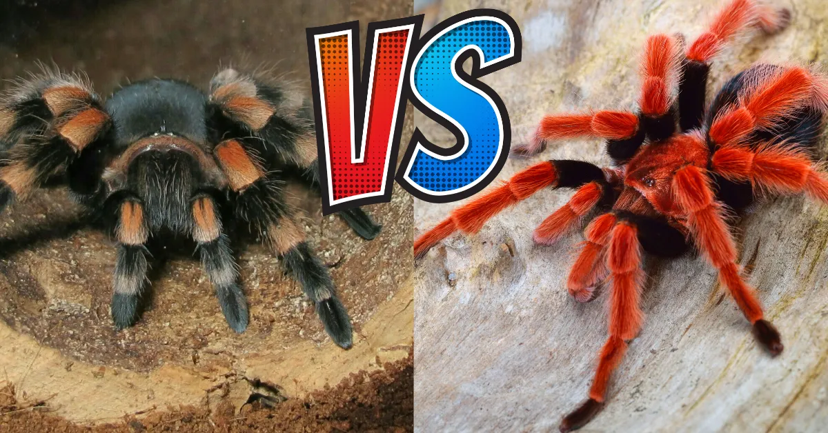 /img/23605-healthy-tarantula.webp