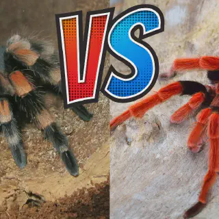 /img/23605-healthy-tarantula.webp