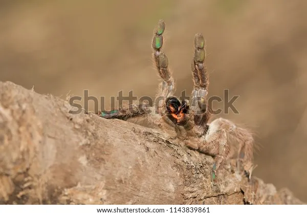 23605 old world tarantula habitat