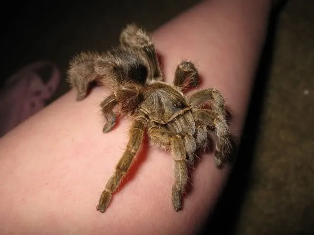 23605 tarantula feeding