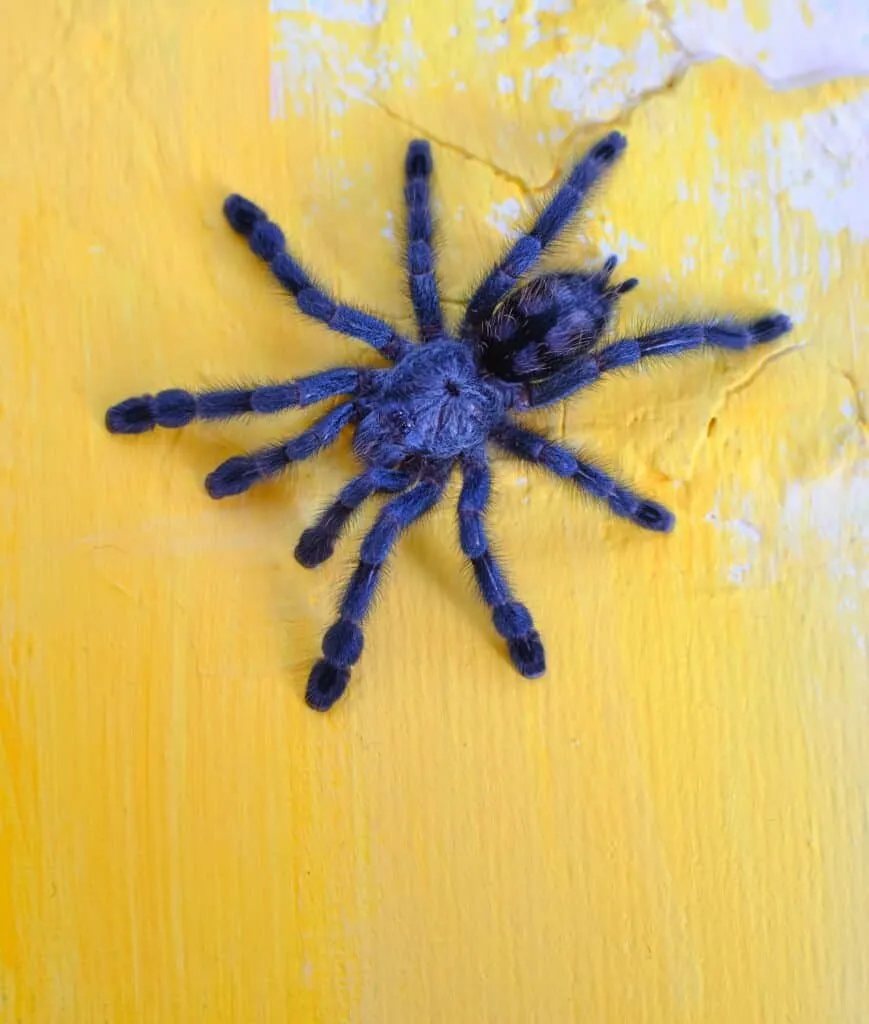 23605 tarantula handling safety