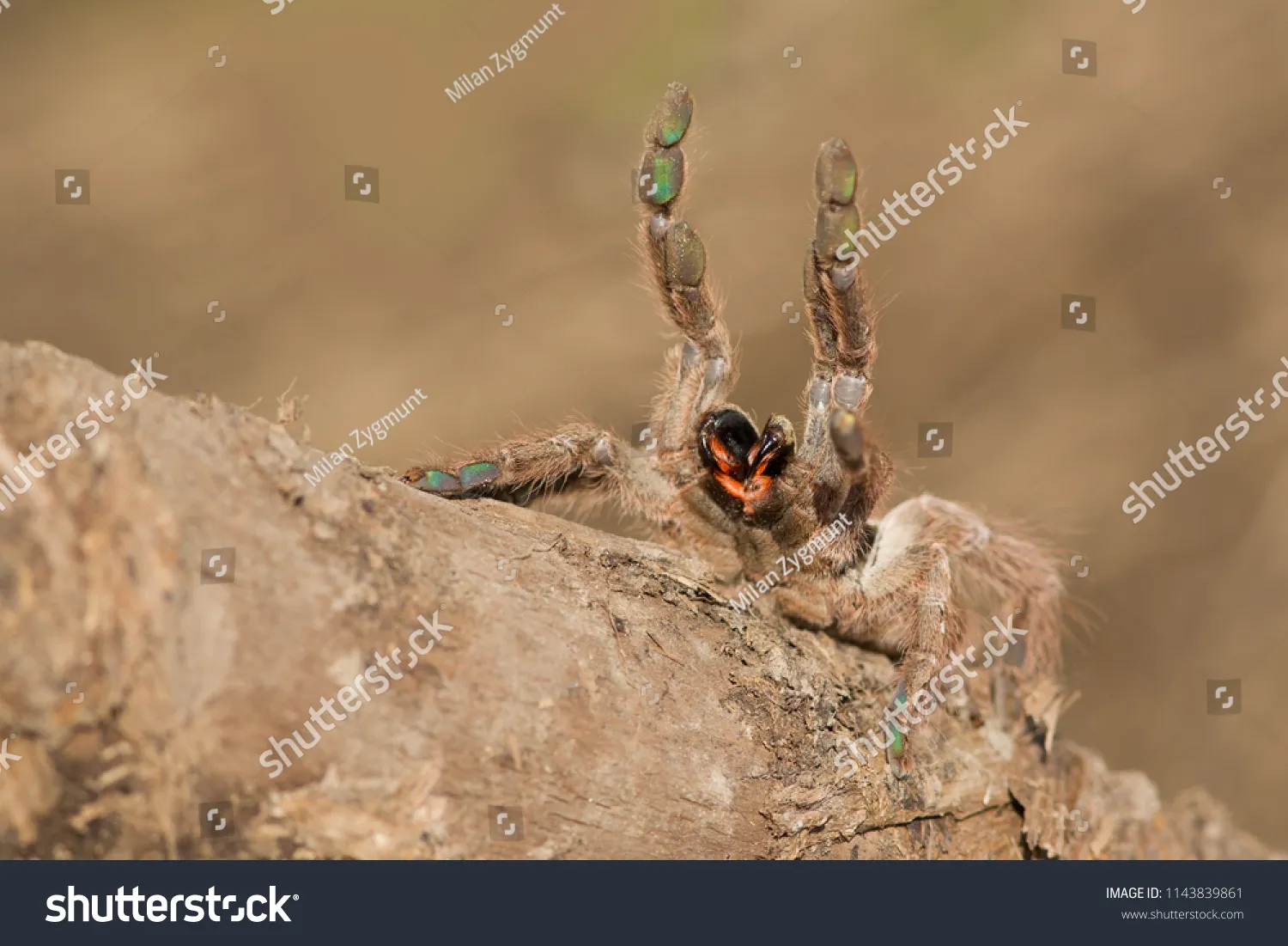 23605 tarantula species examples