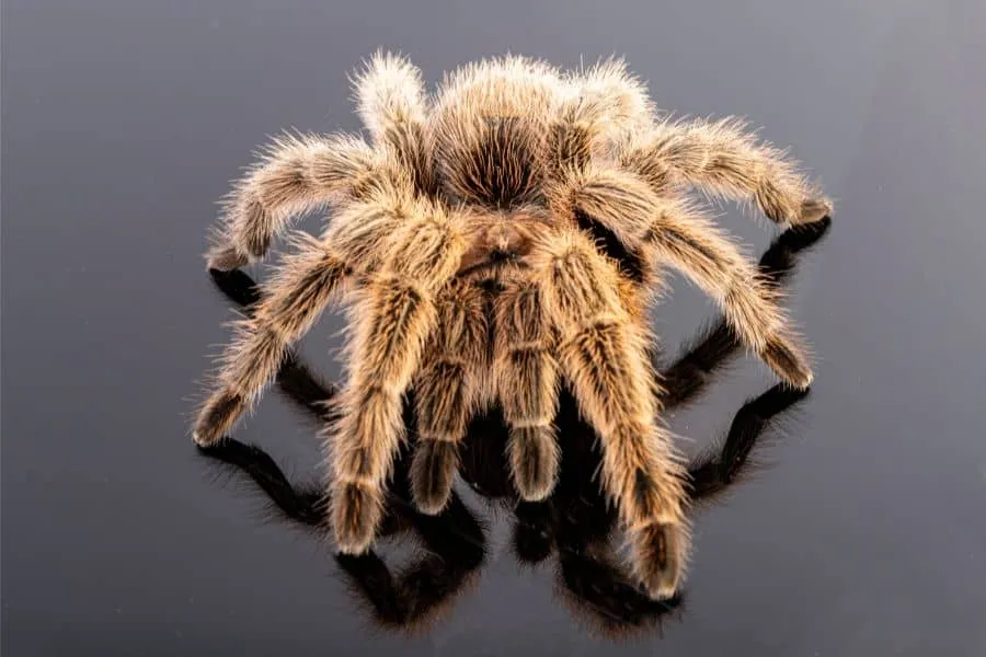 23606 tarantula defensive behavior