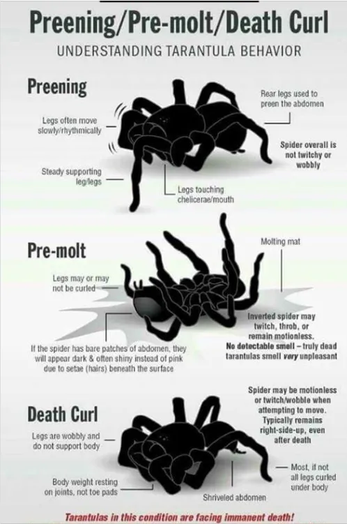 23606 tarantula molting
